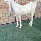 ثنية مطور هولندية بيضا برصا حاصب