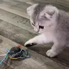 كيتن سكوتش فولد