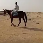 جنوب الرس