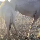 بكره لبانيه ارباع و اثمان