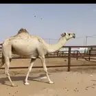 بكره رمانيه لقيه شقحاء طيبه طفاح ووسر