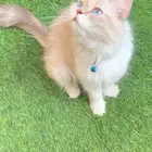 قطه شيرازي للتبني تم التبني