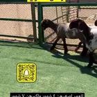 رخال مقنوي طيبات