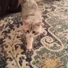 قط ذكر مفقود