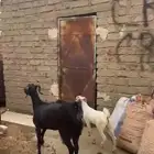 معزا ولاد