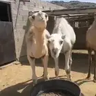 قعدان للبيع