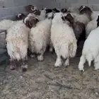 نعيمي سمين ذبايح طيبه