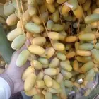 صيف برني العلا العذيب مبروم