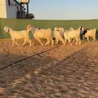 جفرات مصريات تم البيع