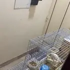 للبيع جوز روز البينو