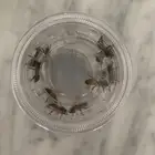 نحل للبيع بالحبه