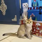 قطط للبيع مستوى عالي مسجلين