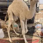 بكره تربيه مقصب