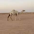 ناقه وضحاء لقحه