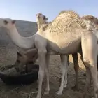 للبيع عشاير