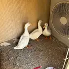 بط بكيني