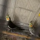 طيور جوز كروان
