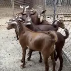 تيوس دهم ذبايح