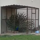 طاووس