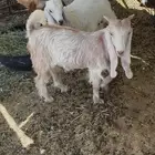 تيسين لبانيات للبيع
