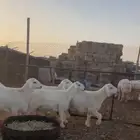 خرفان حري 5 شهور ((تم البيع))