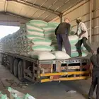 شعير سداسي بذر الموقع قريه العلياء