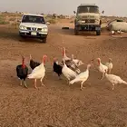 دجاج رومي