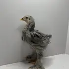 صوص براهما للبيع أصل خوارج