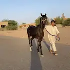 فرس دهماء