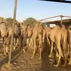 قعدان صومالية مرابي كفووو 4 الاف ريال