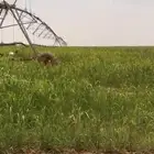 ثيل طبيعي