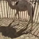 بكره لبانيه على حليب امها اثمان وارباع