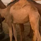 حشو فل الفل شحم