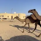 الموقع غرب الجمش