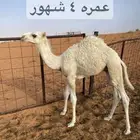 حوار طيب ولد سنجار