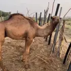 حاشي