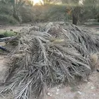 عسيب جريد ناشف