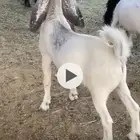 تيس مخصي للبيع