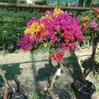 جهنميه الجميله صنف تايلندي