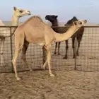 قعود على ولد غزيلان