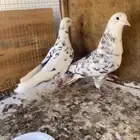 جوز قطيفي نمش