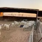 غنم حري   ماعز   نعيم