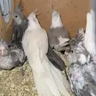 4 فروخ كروان