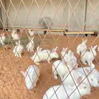 أرانب فرنسية للبيع