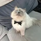 مطلوب ذكر للتزاوج مجانا