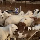 سواكن مربوطه حمري ودمازين عدد حمري 35 ابيض 30