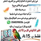 تحليل طيور