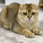 Gold Scottish Fold