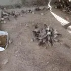 للبيع سمان ذكور