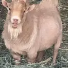 تبس قزم للبيع